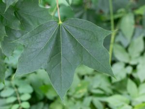 Acer cappadocicum - Cappadocian Maple - Turkisk lönn