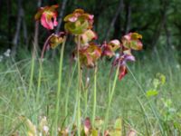 Sarracenia purpurea Pydden, Holmeja, Svedala, Skåne, Sweden 20160617_0103