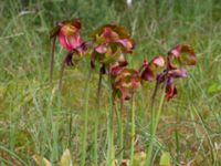 Sarracenia purpurea Pydden, Holmeja, Svedala, Skåne, Sweden 20160617_0105