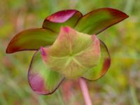 Sarracenia purpurea Pydden, Holmeja, Svedala, Skåne, Sweden 20160617_0108