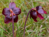 Sarracenia purpurea Pydden, Holmeja, Svedala, Skåne, Sweden 20160617_0109