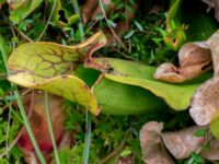 Sarracenia purpurea Pydden, Holmeja, Svedala, Skåne, Sweden 20160617_0111