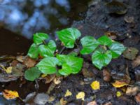 Houttuynia cordata Lilla Mölleröd, Bjärnum, Hässleholm, Skåne, Sweden 20180923_0049