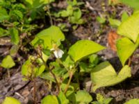 Houttuynia cordata Ulricedal, Malmö, Skåne, Sweden 20190730_0006