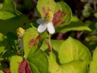 Houttuynia cordata Ulricedal, Malmö, Skåne, Sweden 20190811_0071