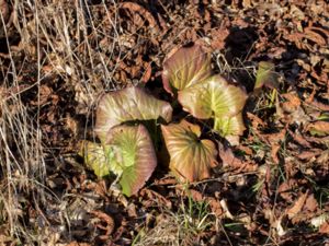 Bergenia cordifolia - Hjärtbergenia