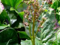 Bergenia cordifolia Ödetomt Hagstorpsgatan, Kirseberg, Malmö, Skåne, Sweden 20190531_0050