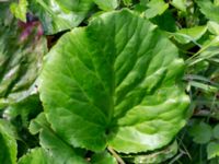 Bergenia cordifolia Ödetomt Hagstorpsgatan, Kirseberg, Malmö, Skåne, Sweden 20190531_0051