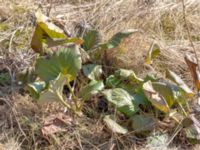 Bergenia cordifolia 840 m NE Röinge, Hässleholm, Skåne, Sweden 20180408_0101