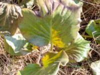 Bergenia cordifolia 840 m NE Röinge, Hässleholm, Skåne, Sweden 20180408_0102