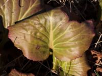 Bergenia cordifolia Skjutbanan, Laenacken, Malmö, Skåne, Sweden 20170311_0036