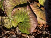 Bergenia cordifolia Skjutbanan, Laenacken, Malmö, Skåne, Sweden 20170311_0038