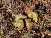 Bergenia cordifolia Skjutbanan, Lernacken, Malmö, Skåne, Sweden 20170310_0027