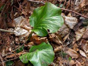 Bergenia crassifolia - Siberian-tea - Bergenia