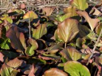 Bergenia crassifolia Skjutbanan, Lernacken, Malmö, Skåne, Sweden 20170310_0034