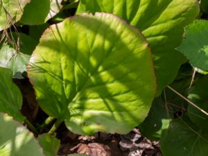 Bergenia pacumbis - Chinese Elephant's Ears