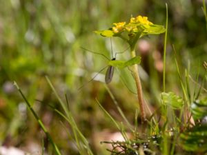 Chrysosplenium alterniflorum - Alternate-leaved Golden-saxifrage - Gullpudra