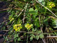 Chrysosplenium alterniflorum Borstabäcken, Eslöv, Skåne, Sweden 20160505_0025