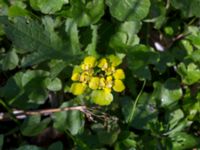 Chrysosplenium alterniflorum Borstabäcken, Eslöv, Skåne, Sweden 20160505_0027