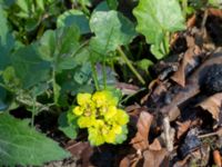 Chrysosplenium alterniflorum Borstabäcken, Eslöv, Skåne, Sweden 20160505_0040