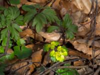 Chrysosplenium alterniflorum Långstorp, Höör, Skåne, Sweden 20170405_0218