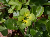 Chrysosplenium alterniflorum Stenshuvud, Simrishamn, Skåne, Sweden 20170506_0095