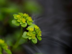 Chrysosplenium oppositifolia - Opposite-leaved Golden-saxifrage - Kustgullpudra