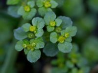 Chrysosplenium oppositifolia Slättåkra, Söderåsen, Klippan, Skåne, Sweden 20150517_0001