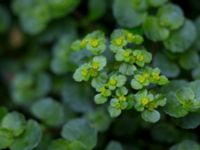 Chrysosplenium oppositifolia Slättåkra, Söderåsen, Klippan, Skåne, Sweden 20150517_0002