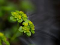 Chrysosplenium oppositifolia Slättåkra, Söderåsen, Klippan, Skåne, Sweden 20150517_0003