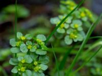 Chrysosplenium oppositifolia Slättåkra, Söderåsen, Klippan, Skåne, Sweden 20150517_0004