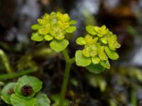 Chrysosplenium oppositifolia Slättåkra, Söderåsen, Klippan, Skåne, Sweden 20150517_0005