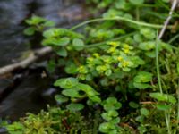 Chrysosplenium oppositifolia Slättåkra, Söderåsen, Klippan, Skåne, Sweden 20150517_0006