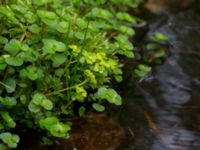 Chrysosplenium oppositifolia Slättåkra, Söderåsen, Klippan, Skåne, Sweden 20150517_0007