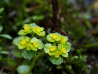 Chrysosplenium oppositifolia Slättåkra, Söderåsen, Klippan, Skåne, Sweden 20150517_0008