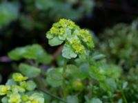 Chrysosplenium oppositifolia Slättåkra, Söderåsen, Klippan, Skåne, Sweden 20150517_0009