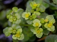 Chrysosplenium oppositifolia Slättåkra, Söderåsen, Klippan, Skåne, Sweden 20150517_0011