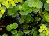 Chrysosplenium oppositifolia Slättåkra, Söderåsen, Klippan, Skåne, Sweden 20150517_0015