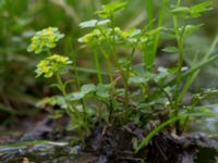 Chrysosplenium oppositifolia Slättåkra, Söderåsen, Klippan, Skåne, Sweden 20150517_0019