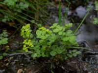 Chrysosplenium oppositifolia Slättåkra, Söderåsen, Klippan, Skåne, Sweden 20150517_0020