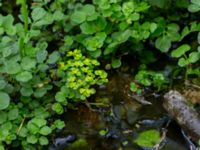 Chrysosplenium oppositifolia Slättåkra, Söderåsen, Klippan, Skåne, Sweden 20150517_0021