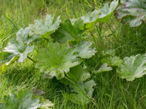 Darmera peltata - Indian Rhubarb - Sköldbräcka