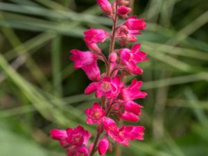 Heuchera sanguinea - Coralbells - Blodalunrot