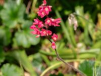 Heuchera sanguinea Björka, Helsingborg, Skåne, Sweden 20240601_0041