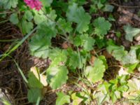 Heuchera sanguinea Björka, Helsingborg, Skåne, Sweden 20240601_0042