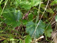 Heuchera sanguinea Lokstallarna, Malmö, Skåne, Sweden 20150625_0087