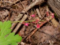 Heuchera sanguinea Rannebergsvägen, Angered, Göteborg, Västergötland, Sweden 20190716_0509