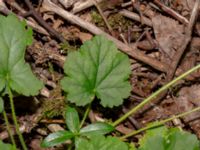 Heuchera sanguinea Rannebergsvägen, Angered, Göteborg, Västergötland, Sweden 20190716_0510