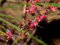 Heuchera sanguinea Rannebergsvägen, Angered, Göteborg, Västergötland, Sweden 20190716_0511