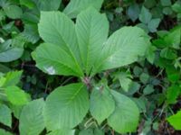 Rodgersia aesculifolia Ängavallsparken, Vellinge, Skåne, Sweden 20240627_0027